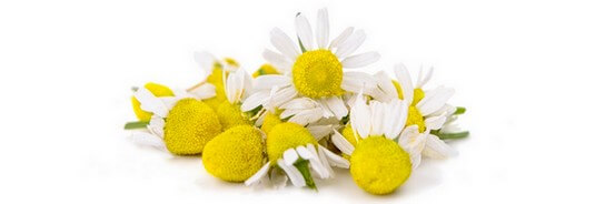 L'huile essentielle de Camomille Matricaire